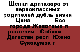 Щенки дратхаара от первоклассных  родителей(дубль вязка) › Цена ­ 22 000 - Все города Животные и растения » Собаки   . Дагестан респ.,Южно-Сухокумск г.